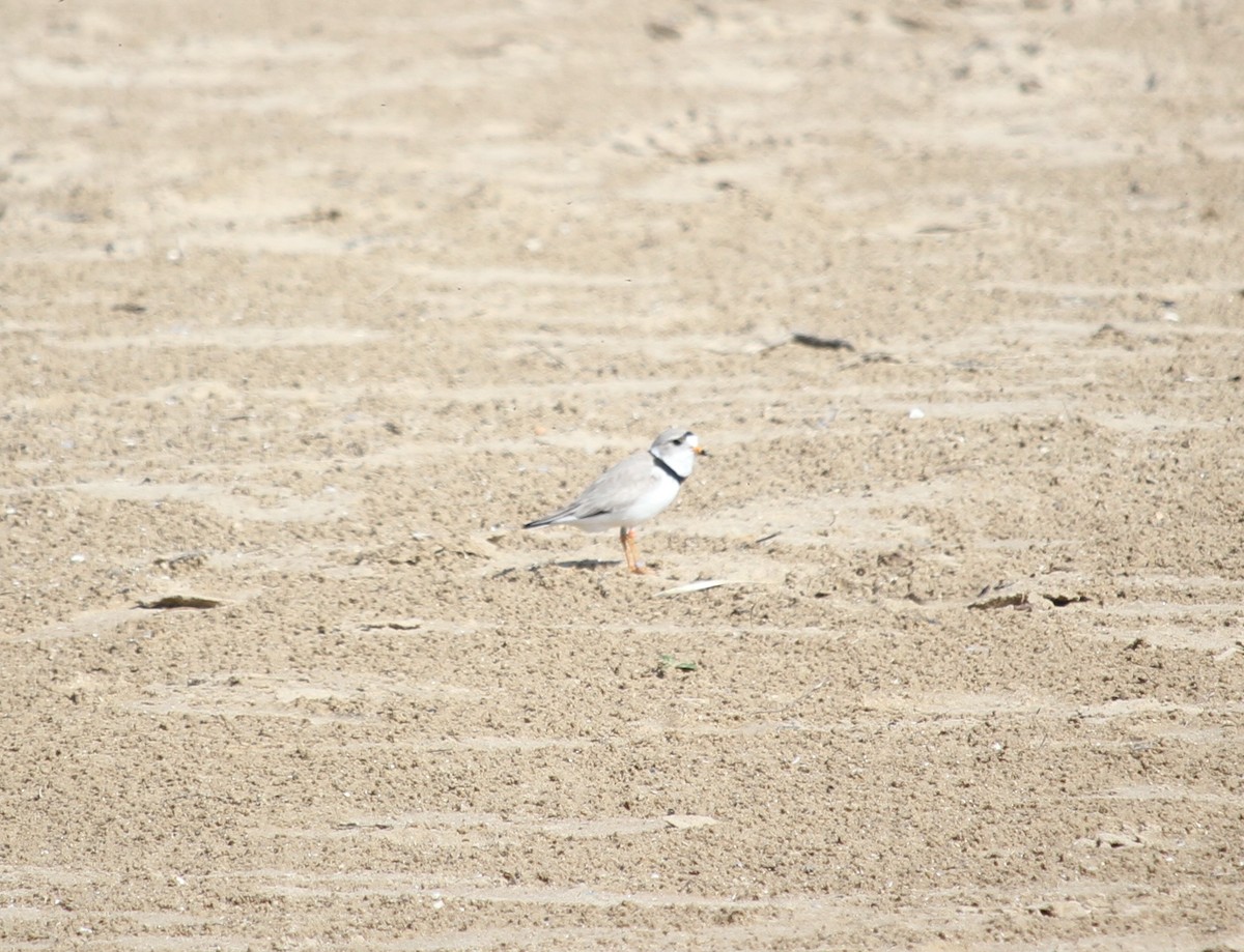 Piping Plover - Jacob  Wyco