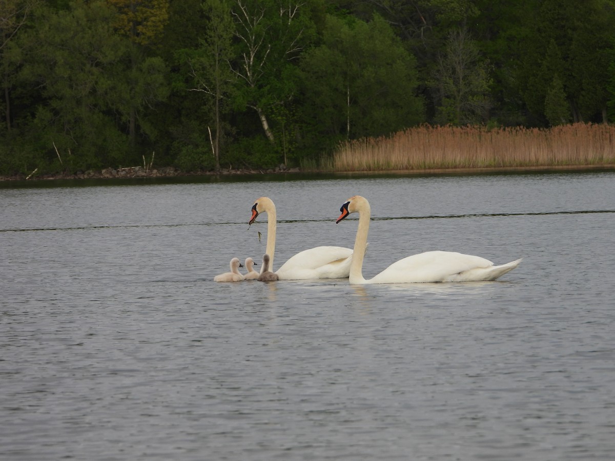 Mute Swan - ML619406890