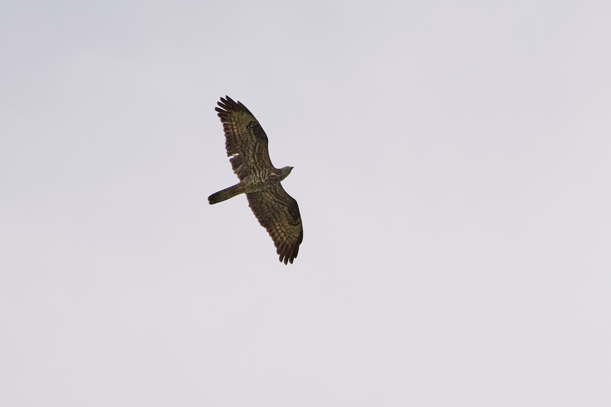 European Honey-buzzard - Monika Kolodziej