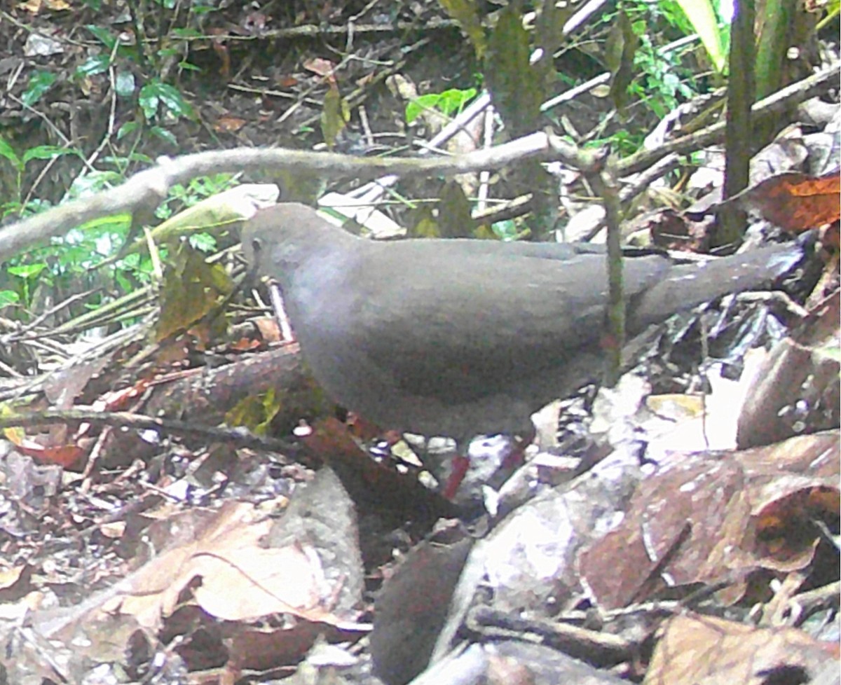 Gray-chested Dove - ML619406903