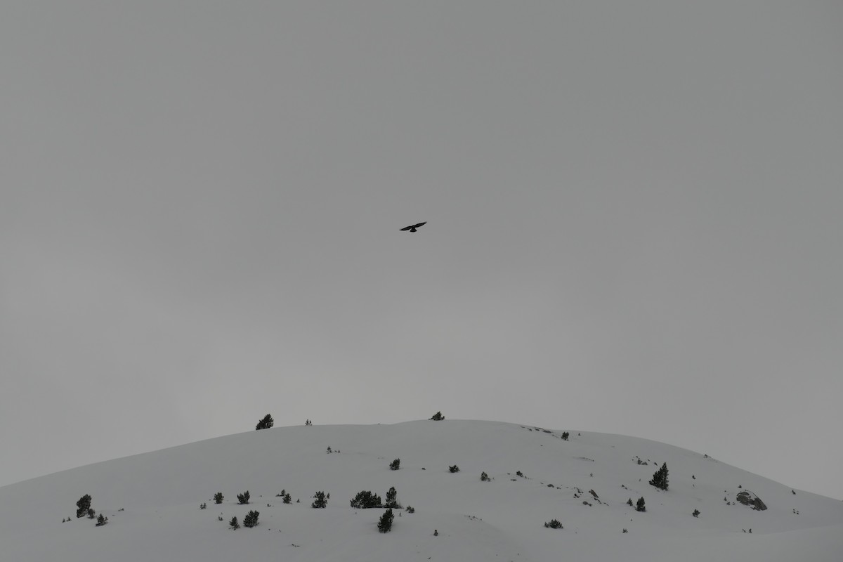 Yellow-billed Chough - Krzysztof Dudzik-Górnicki