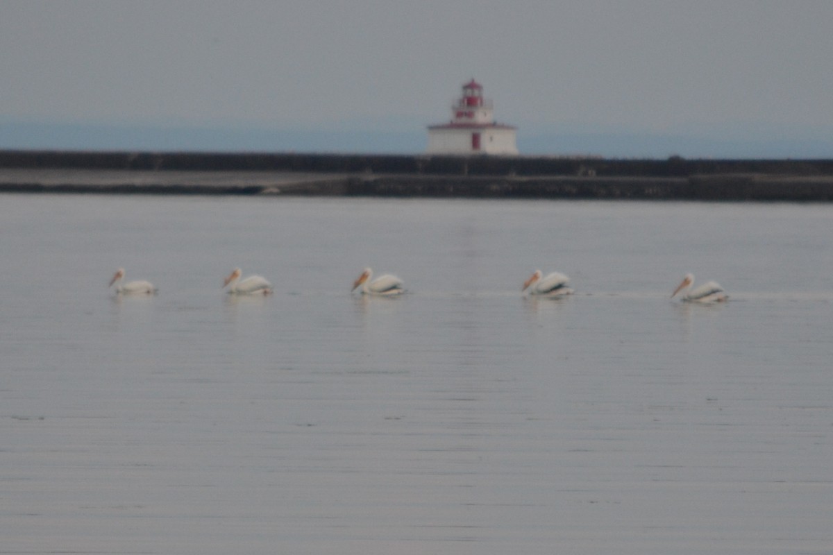 American White Pelican - Reuben Klassen