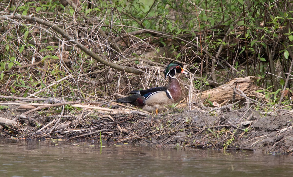 Wood Duck - ML619406917