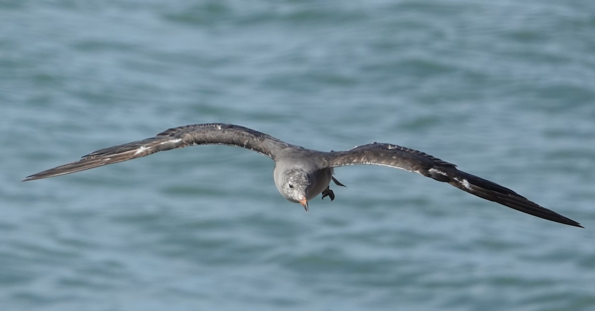 Heermann's Gull - Eric Hough