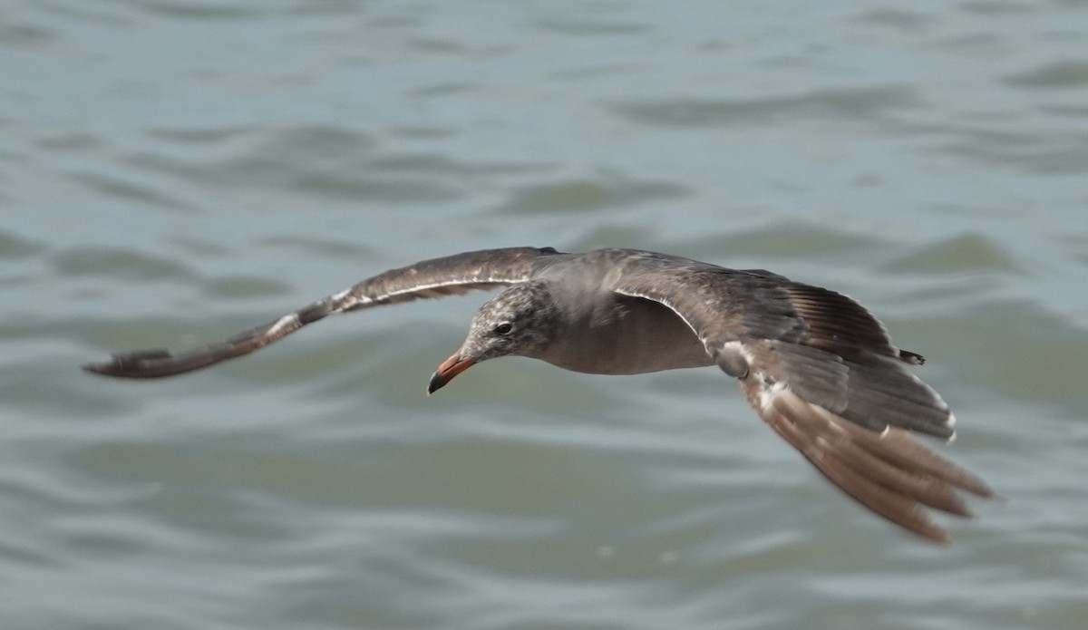 Heermann's Gull - Eric Hough