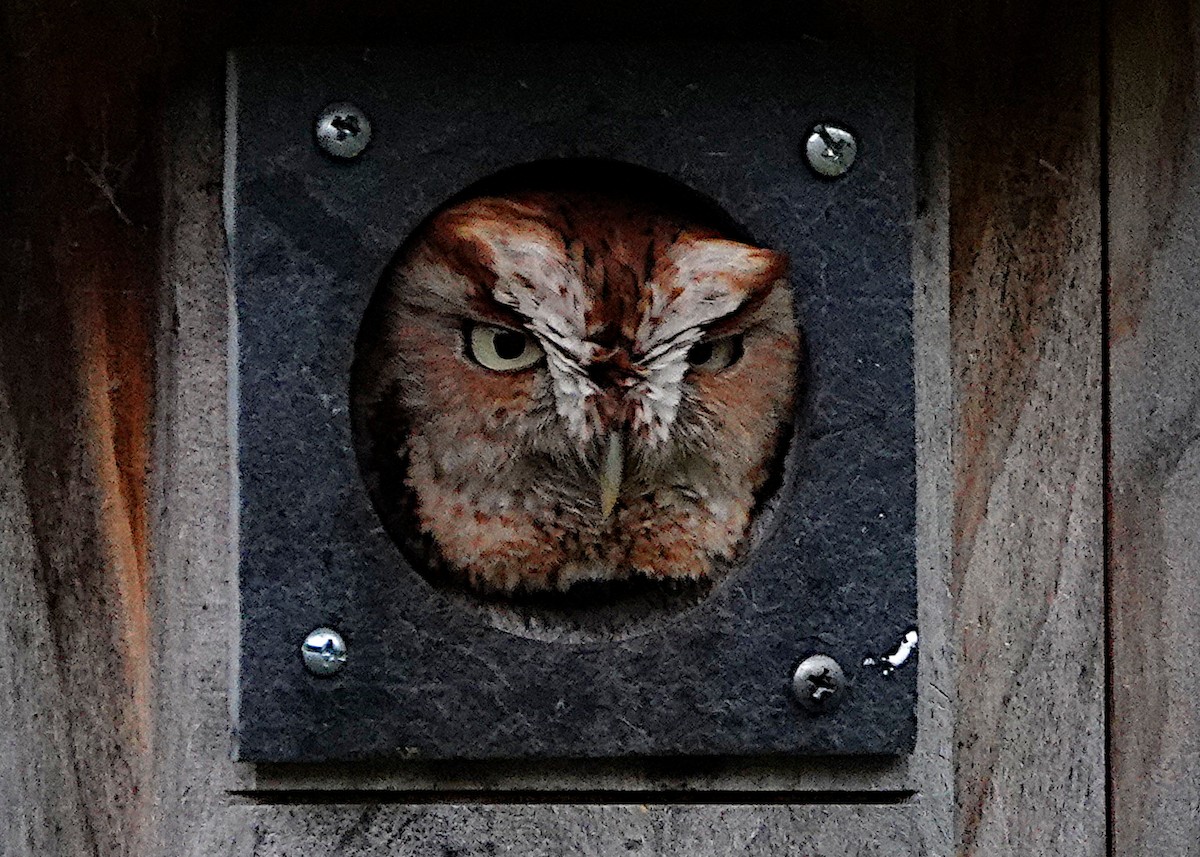 Eastern Screech-Owl - Peter Fang/ Gloria Smith