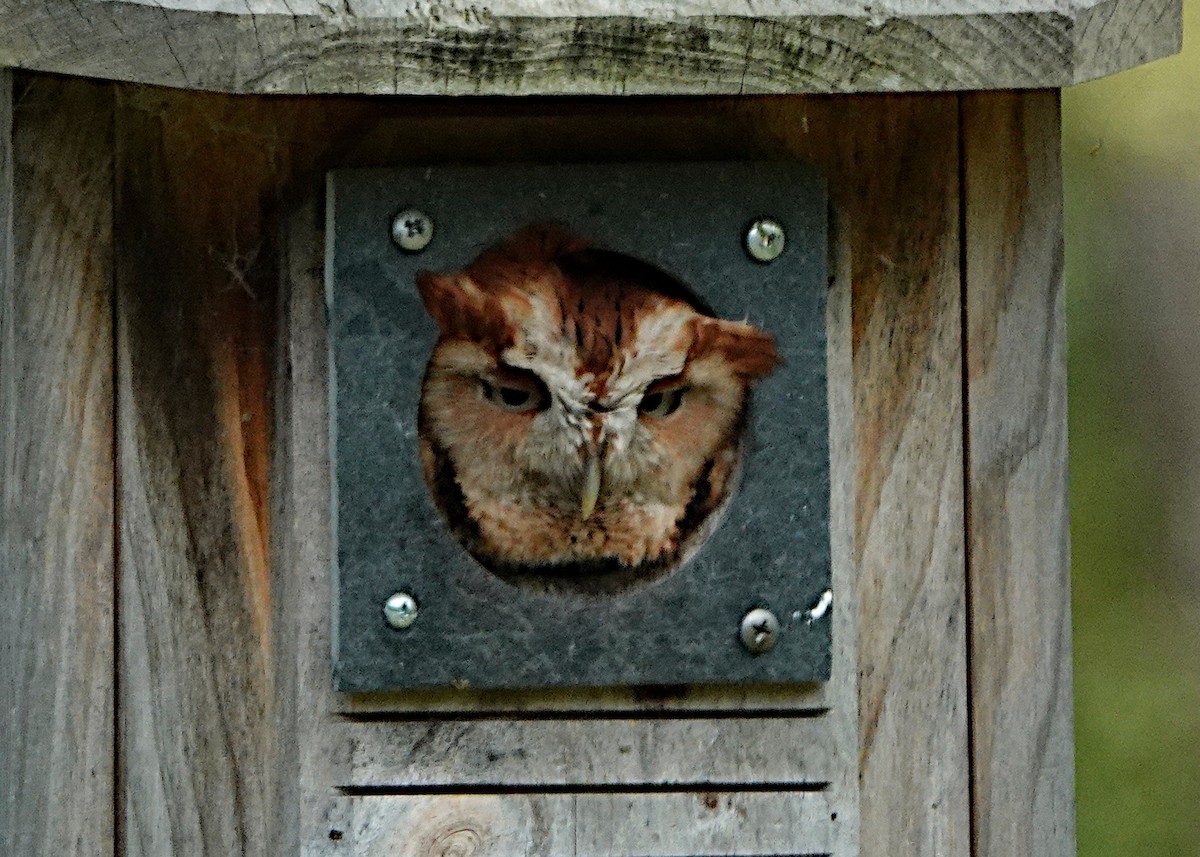 Eastern Screech-Owl - Peter Fang/ Gloria Smith