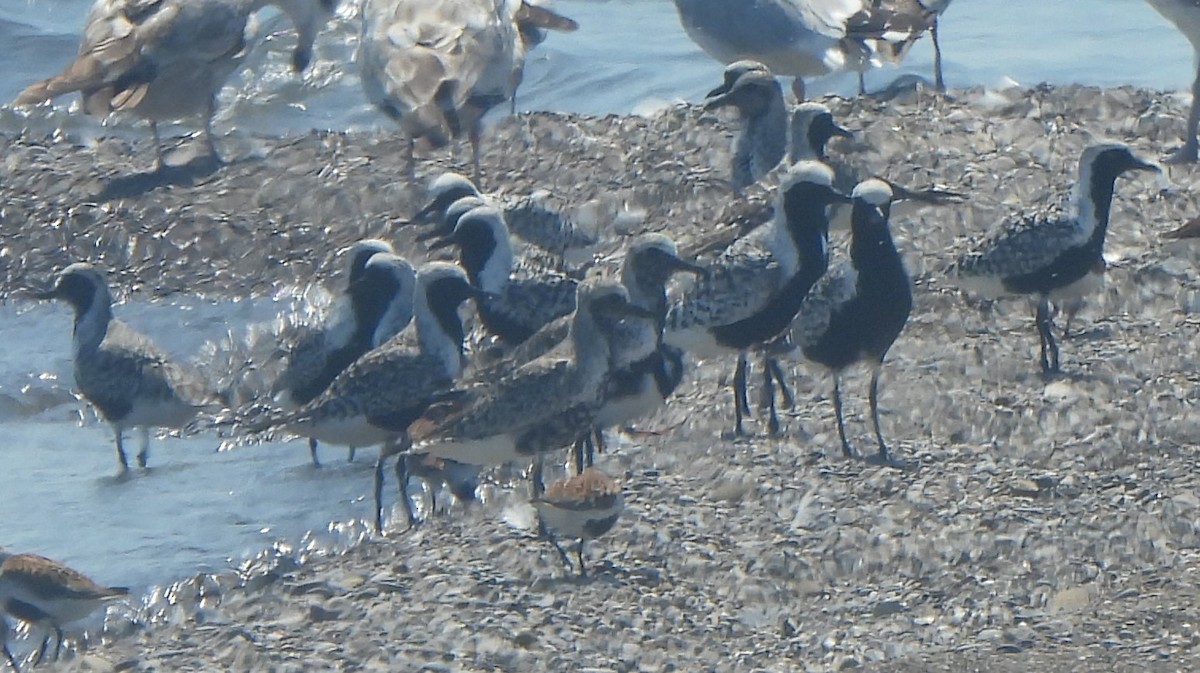 Black-bellied Plover - ML619406944