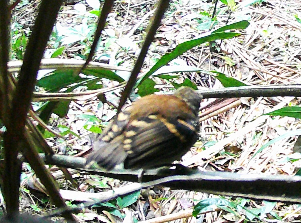 Spotted Antbird - ML619406947
