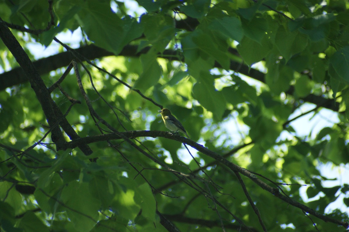 Yellow-throated Vireo - ML619406950