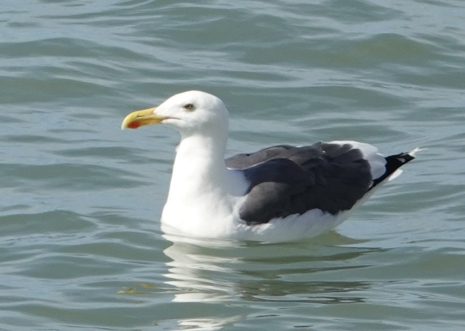 Yellow-footed Gull - Eric Hough
