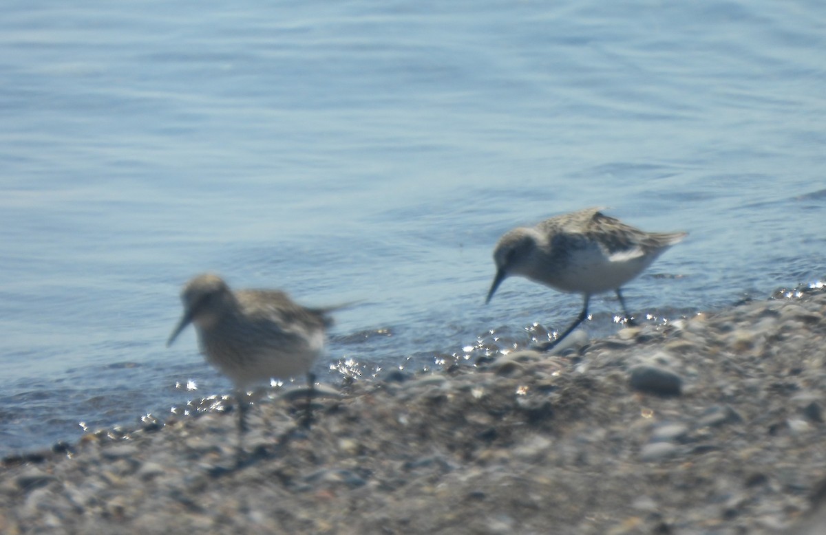 Sanderling - The Hutch