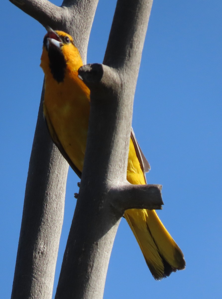 Bullock's Oriole - BEN BAILEY