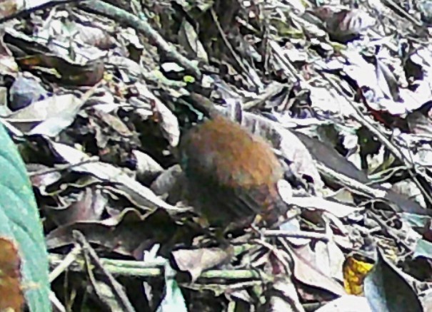 White-breasted Wood-Wren - ML619406971