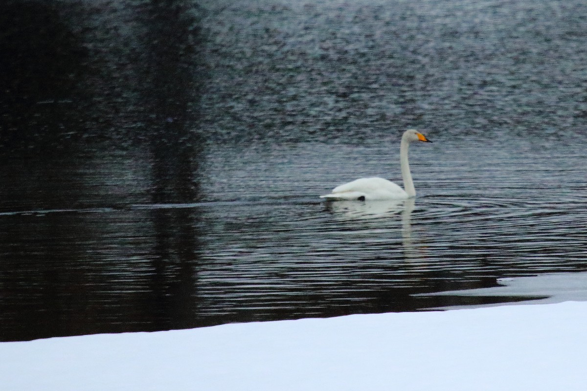 Whooper Swan - Juan Carlos Albero