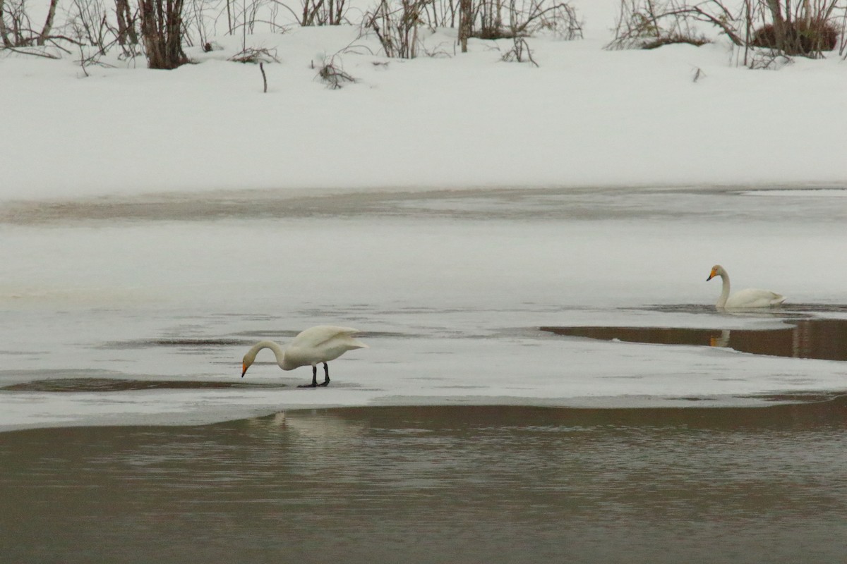 Whooper Swan - Juan Carlos Albero