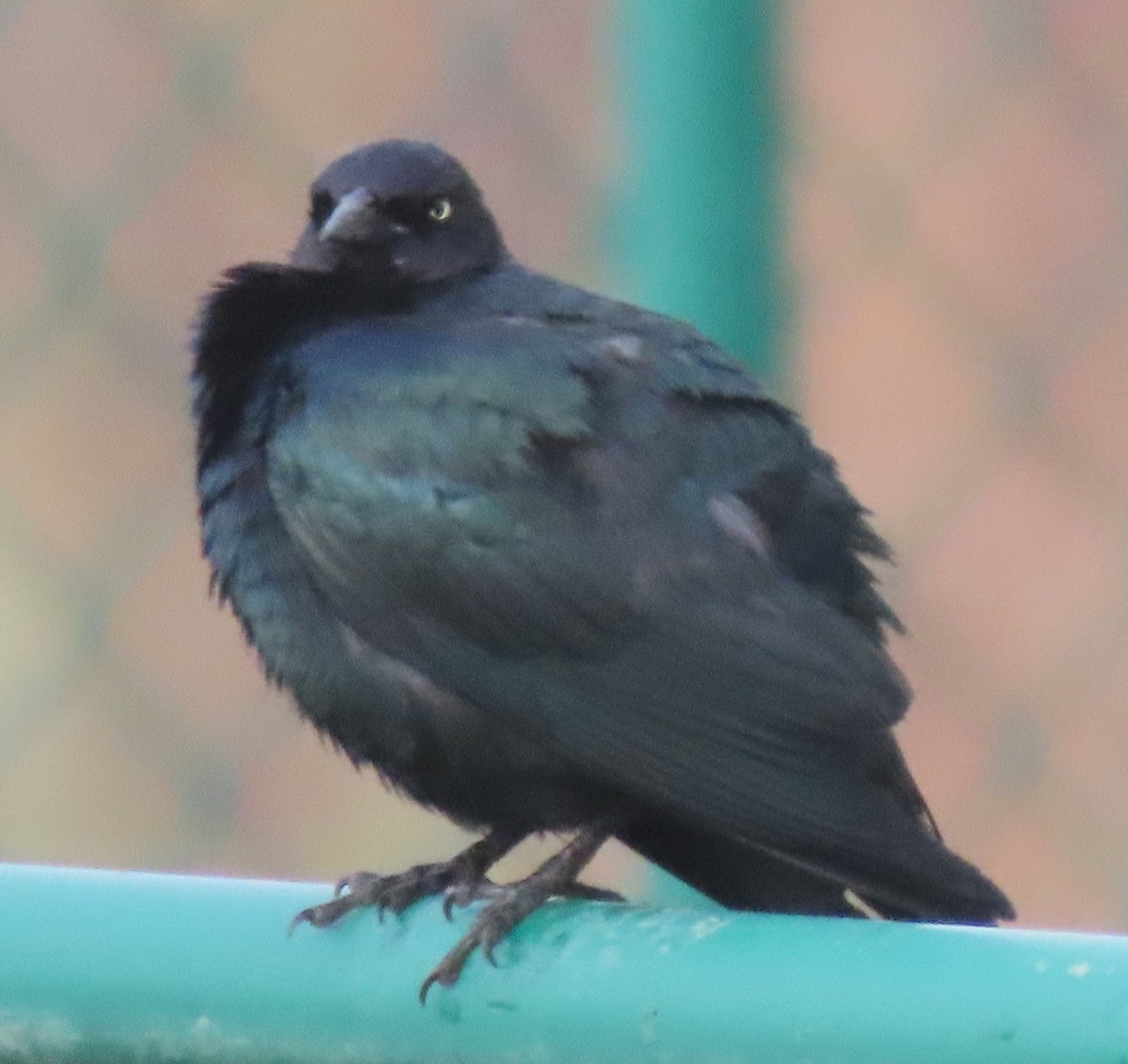 Brewer's Blackbird - BEN BAILEY