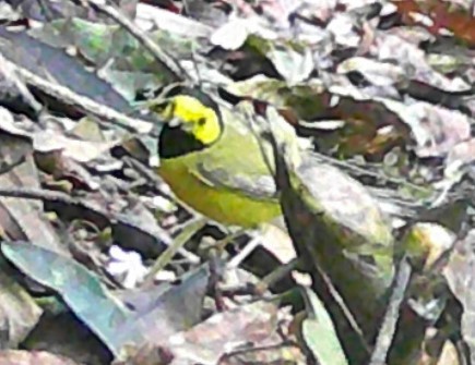 Hooded Warbler - ML619406992