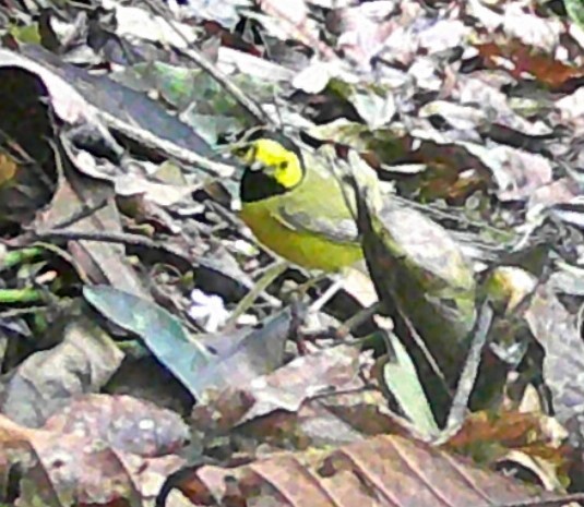 Hooded Warbler - ML619406993