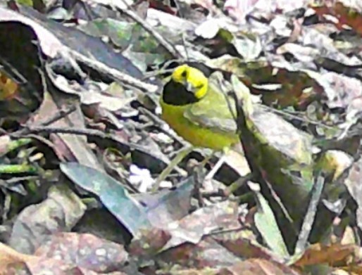 Hooded Warbler - ML619406994