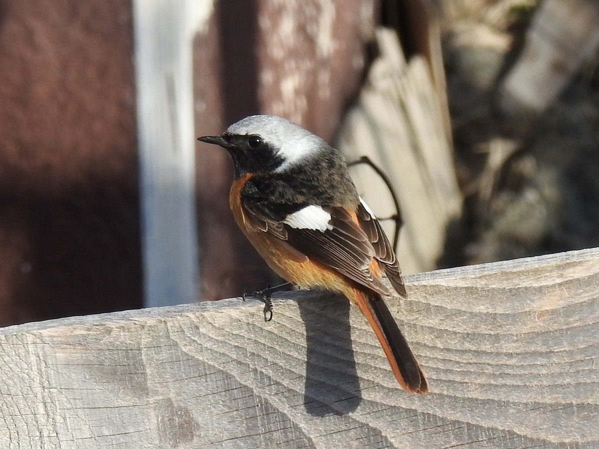 Daurian Redstart - Craig Jackson