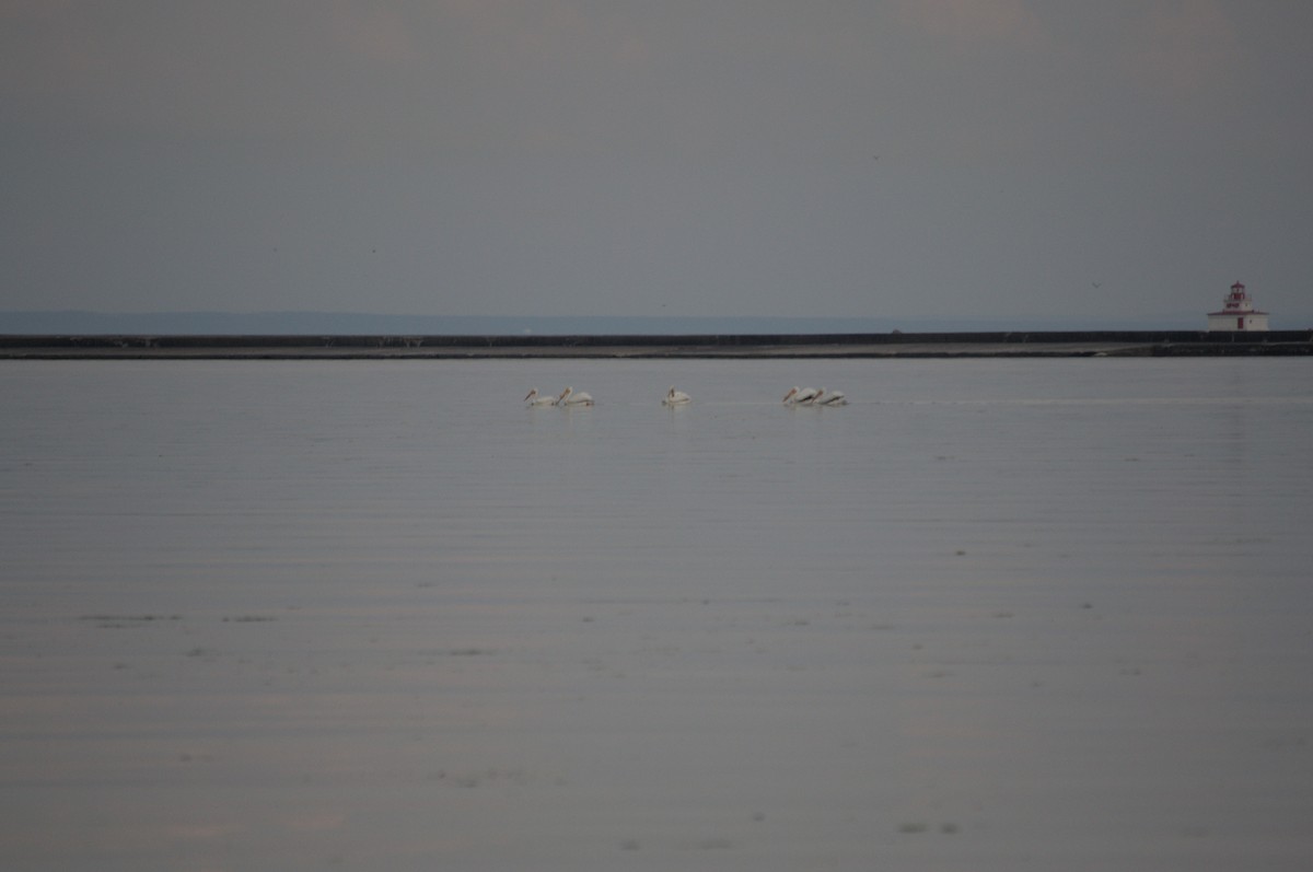 American White Pelican - Reuben Klassen