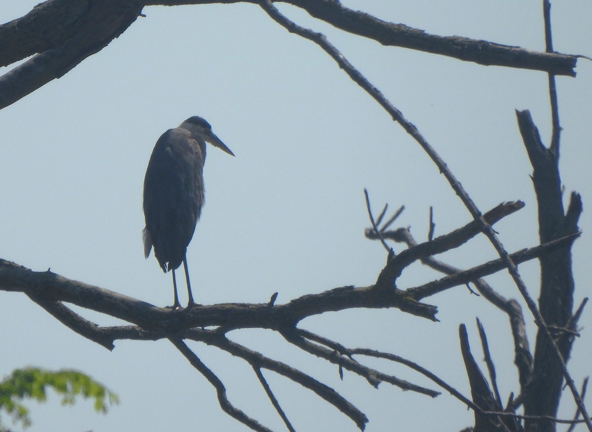 Black-crowned Night Heron - ML619407001