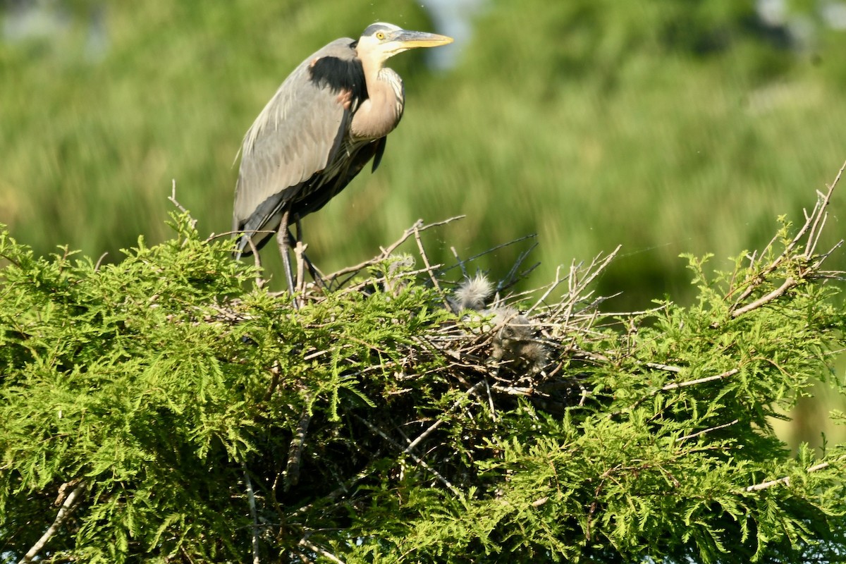 Great Blue Heron - Robert Opperman