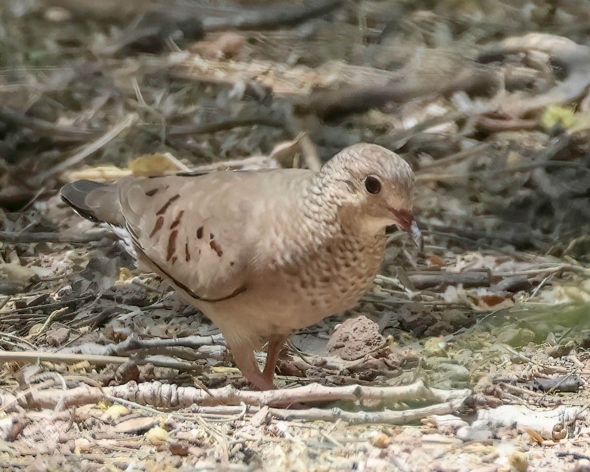 Common Ground Dove - Sue Smith