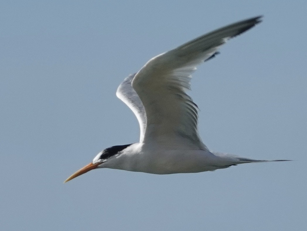 Elegant Tern - Eric Hough