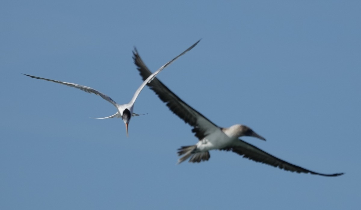 Elegant Tern - Eric Hough