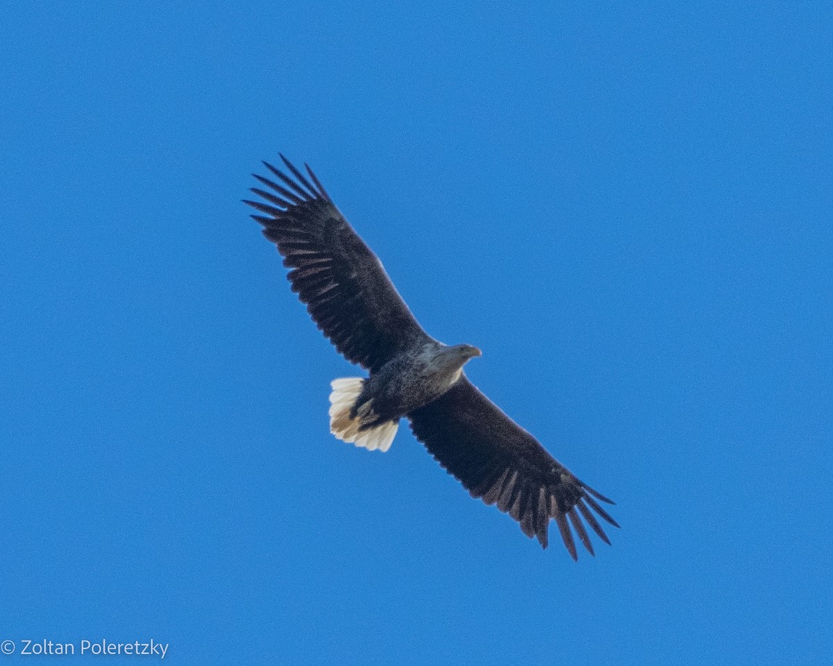 White-tailed Eagle - ML619407019