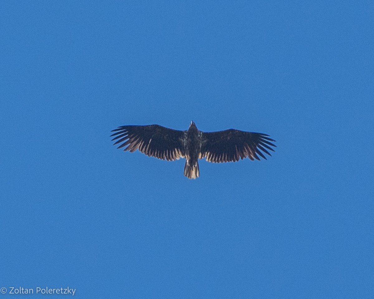 White-tailed Eagle - Zoltan Poleretzky