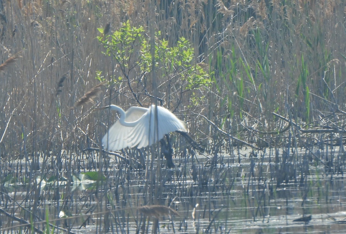 Great Egret - The Hutch