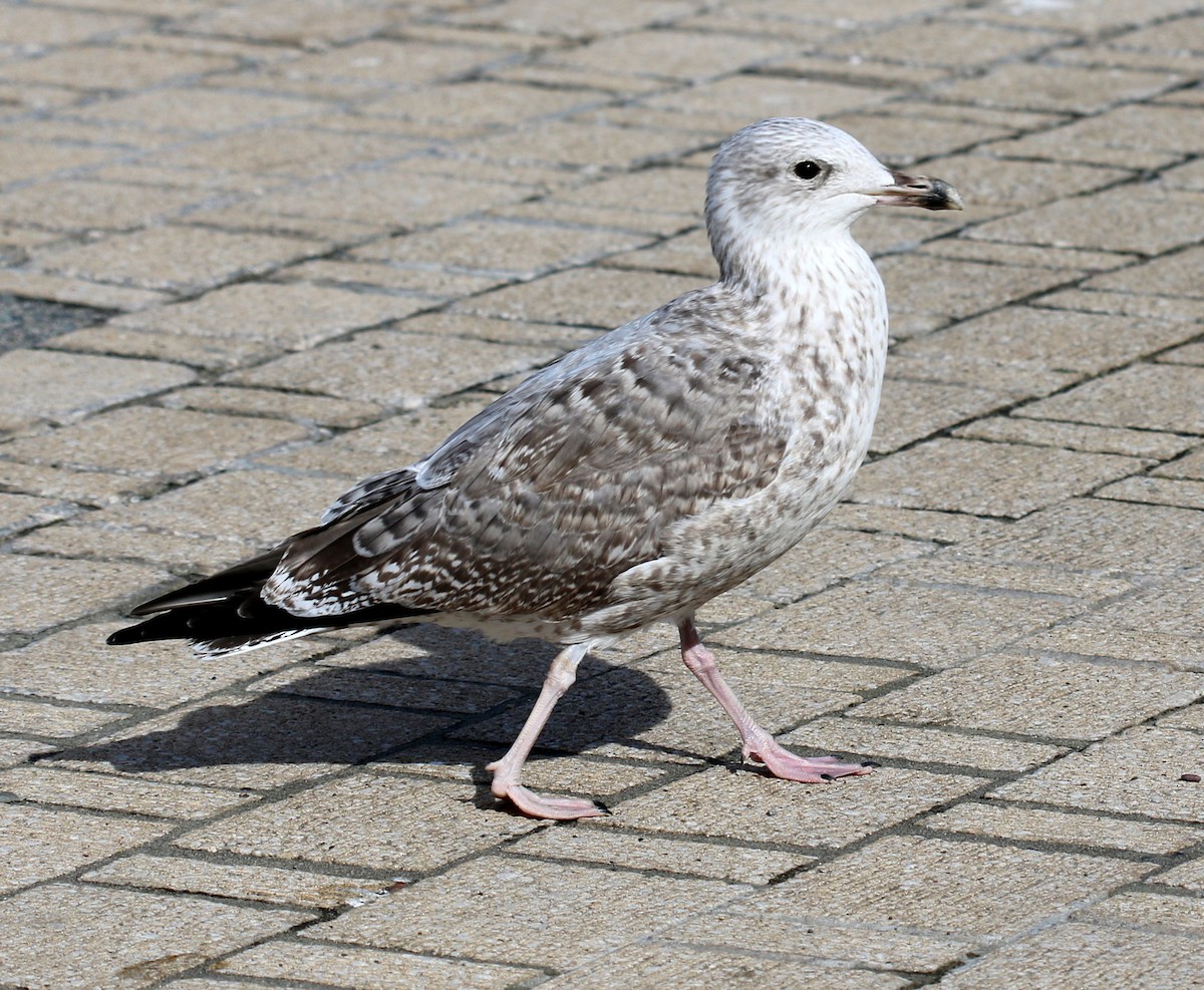 Common Gull - Sandy Rae