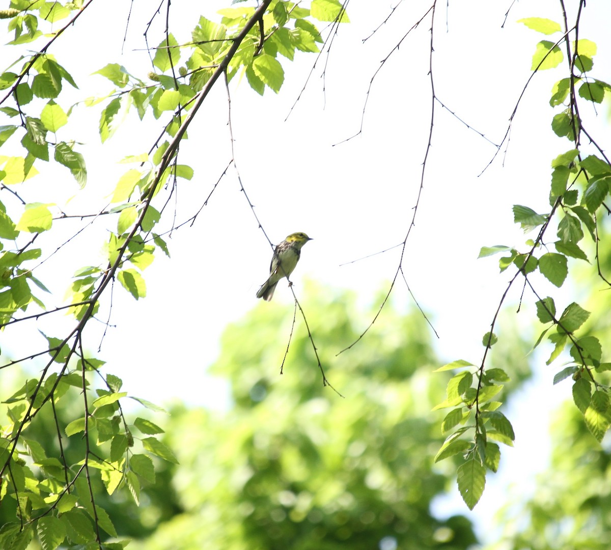 Black-throated Green Warbler - Jacob  Wyco