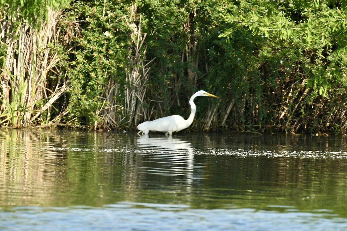 Great Egret - Robert Opperman