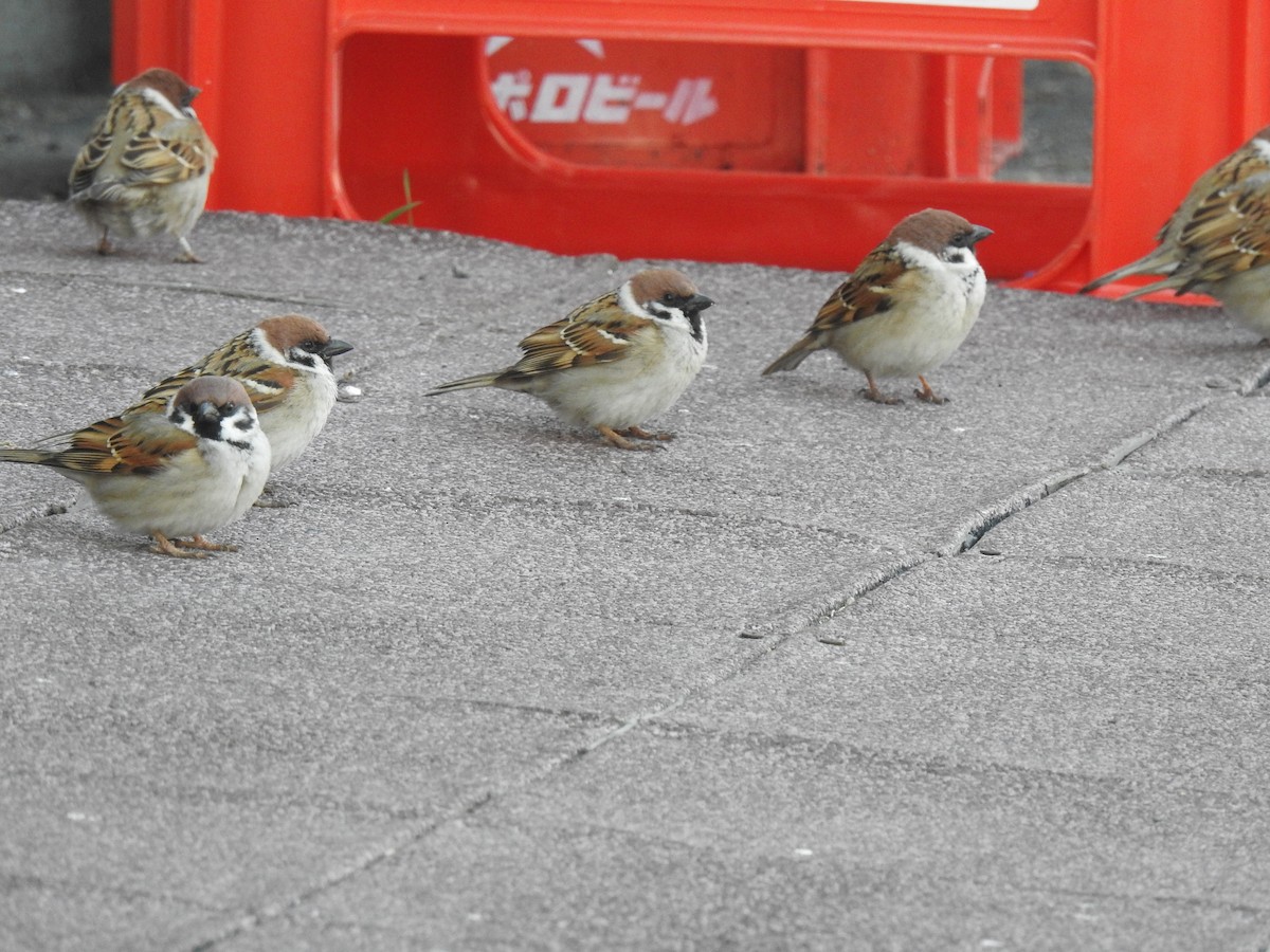 Eurasian Tree Sparrow - Craig Jackson