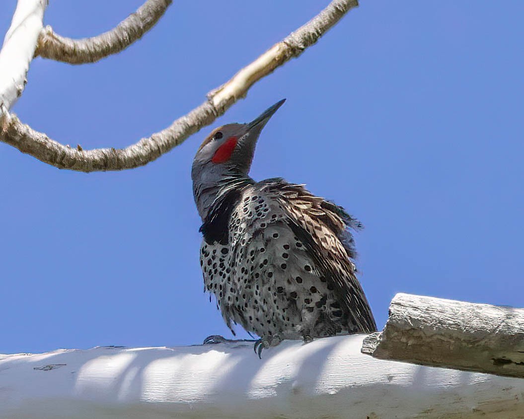 Gilded Flicker - Sue Smith