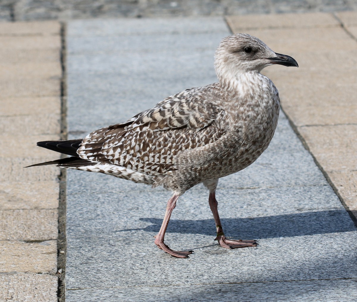 Herring Gull - Sandy Rae