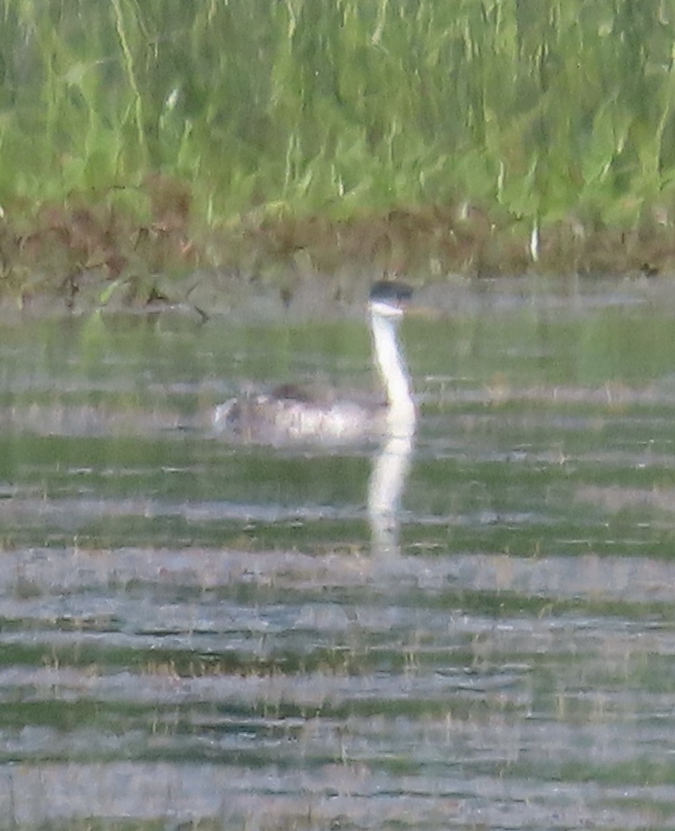 Western Grebe - ML619407065