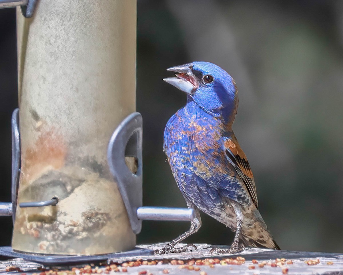 Blue Grosbeak - Sue Smith