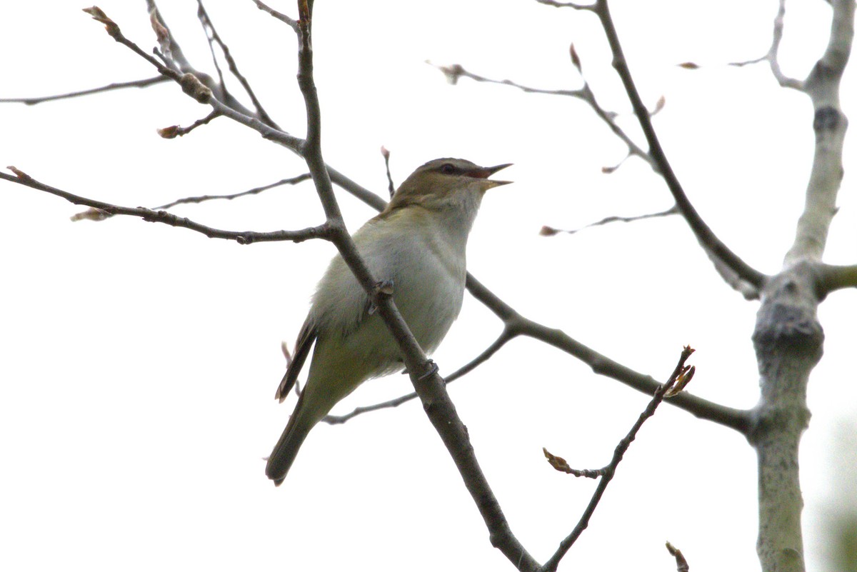 Red-eyed Vireo - Michel Marsan