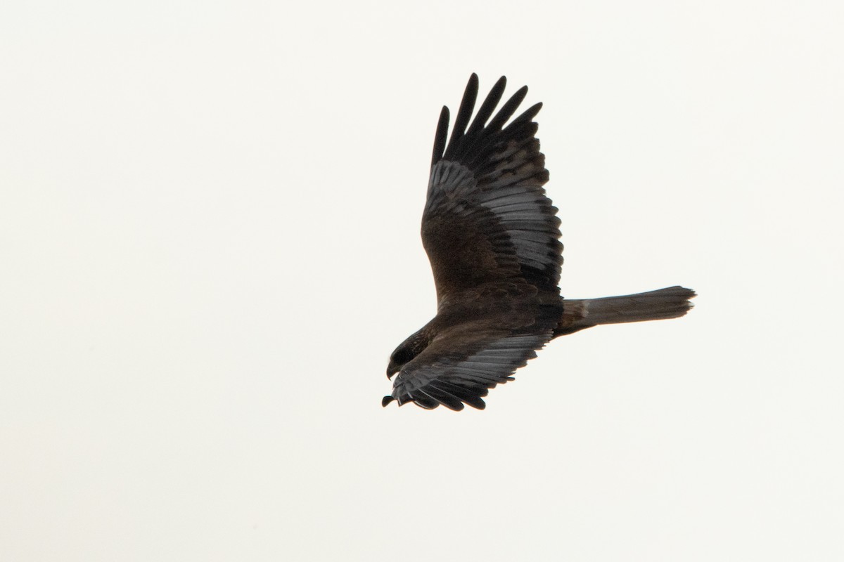 Western Marsh Harrier - Letty Roedolf Groenenboom