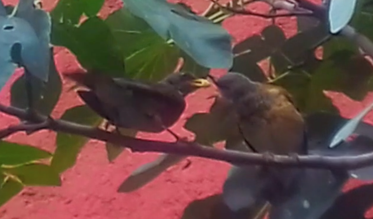 Rufous-backed Robin - ML61940711