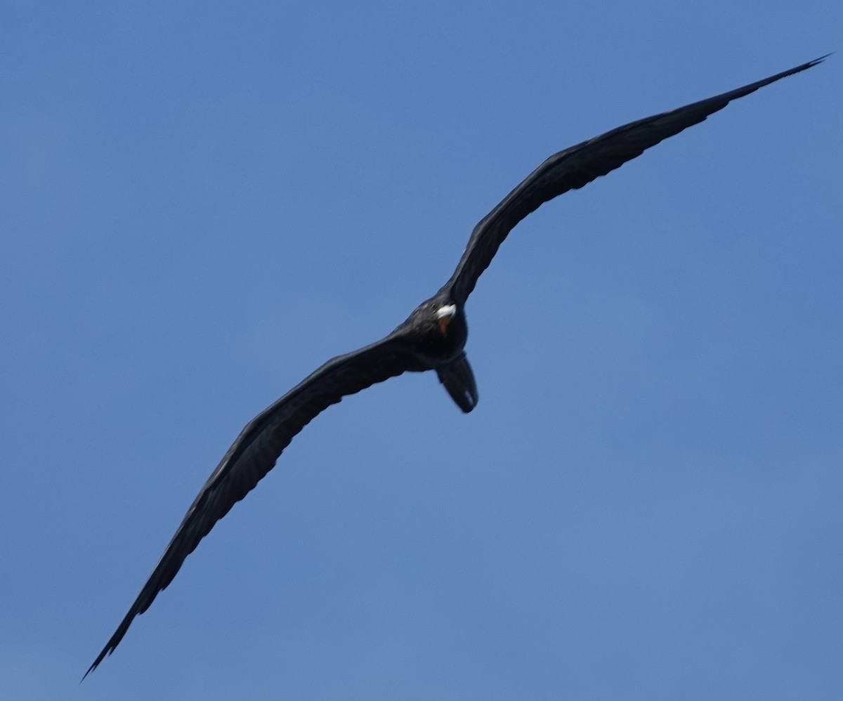 Magnificent Frigatebird - Eric Hough