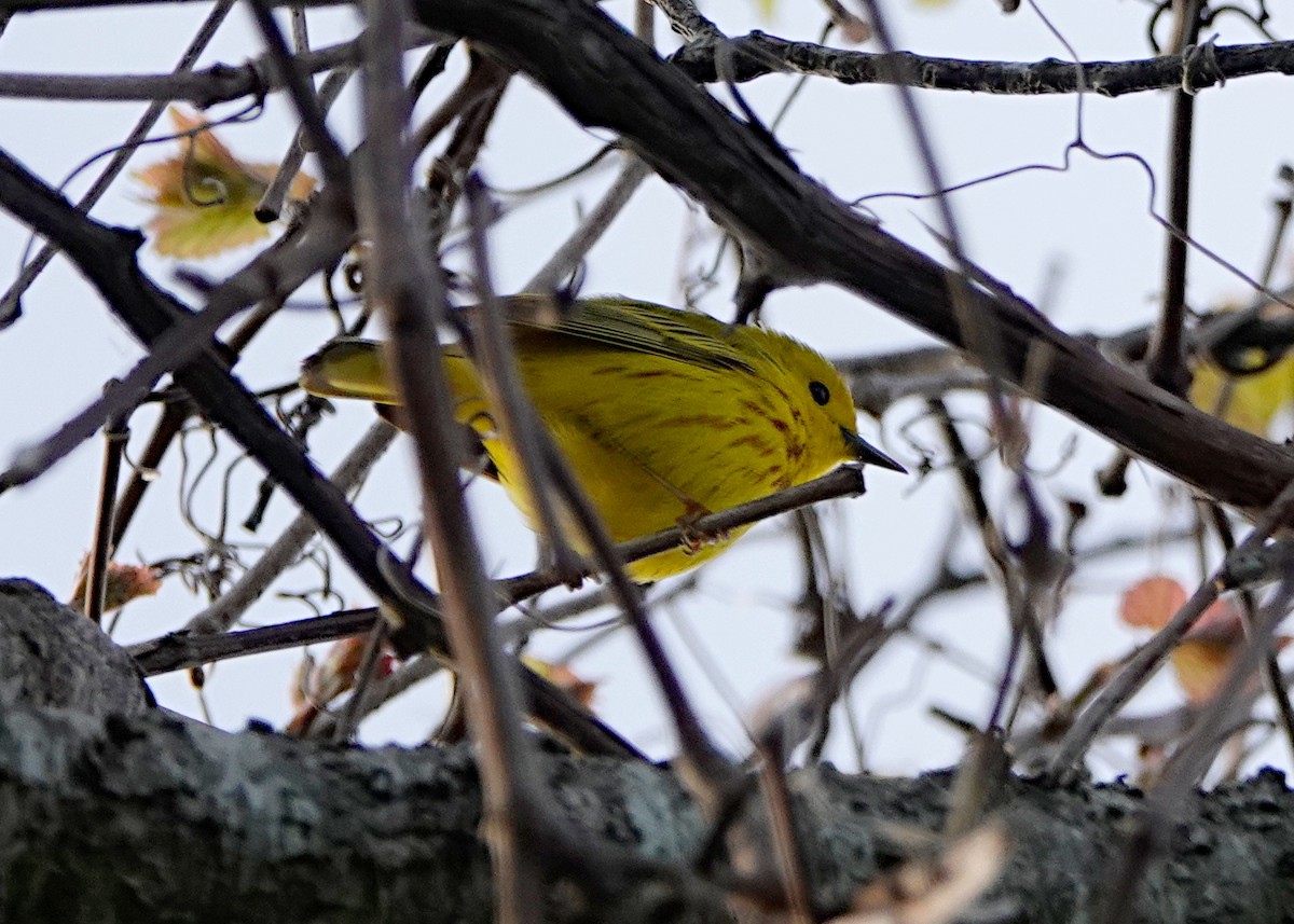 Paruline jaune - ML619407142