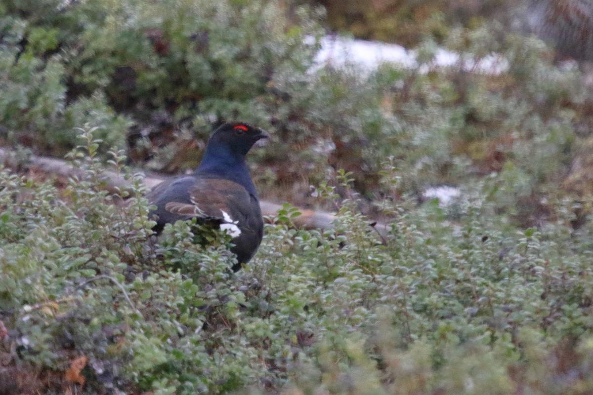 Black Grouse - Juan Carlos Albero