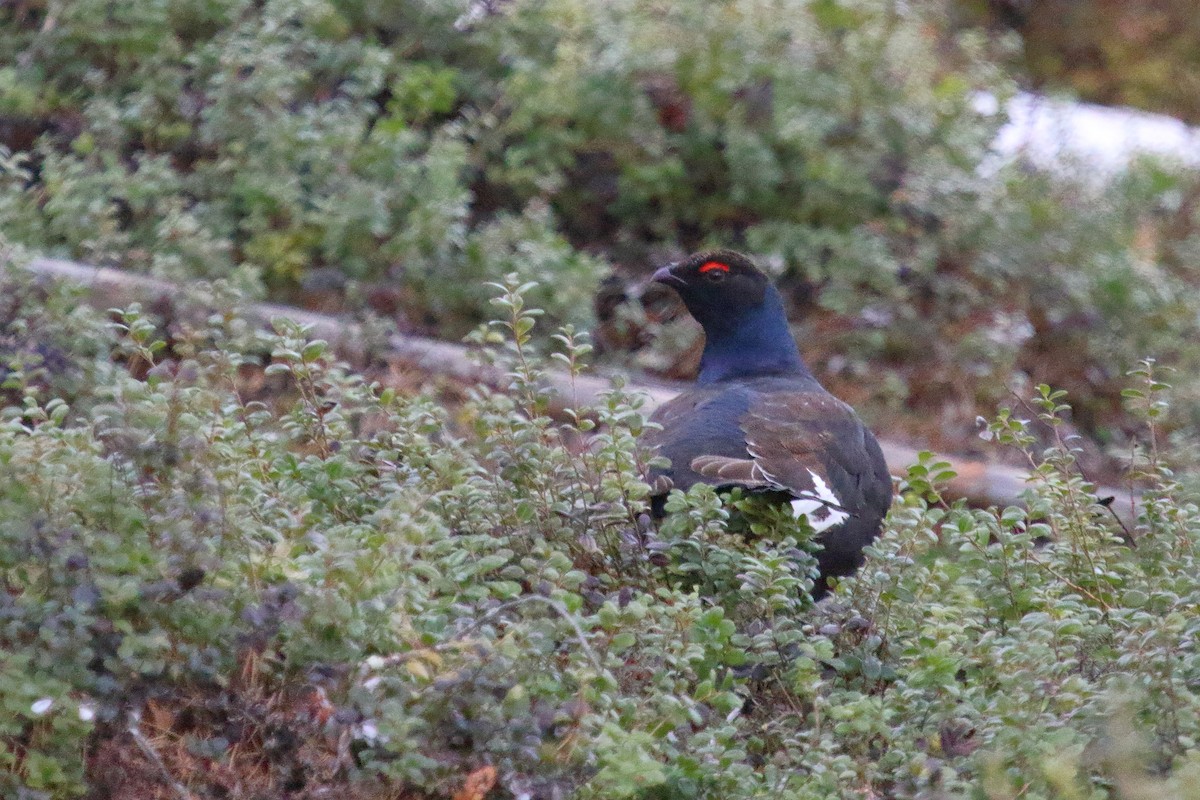 Black Grouse - Juan Carlos Albero