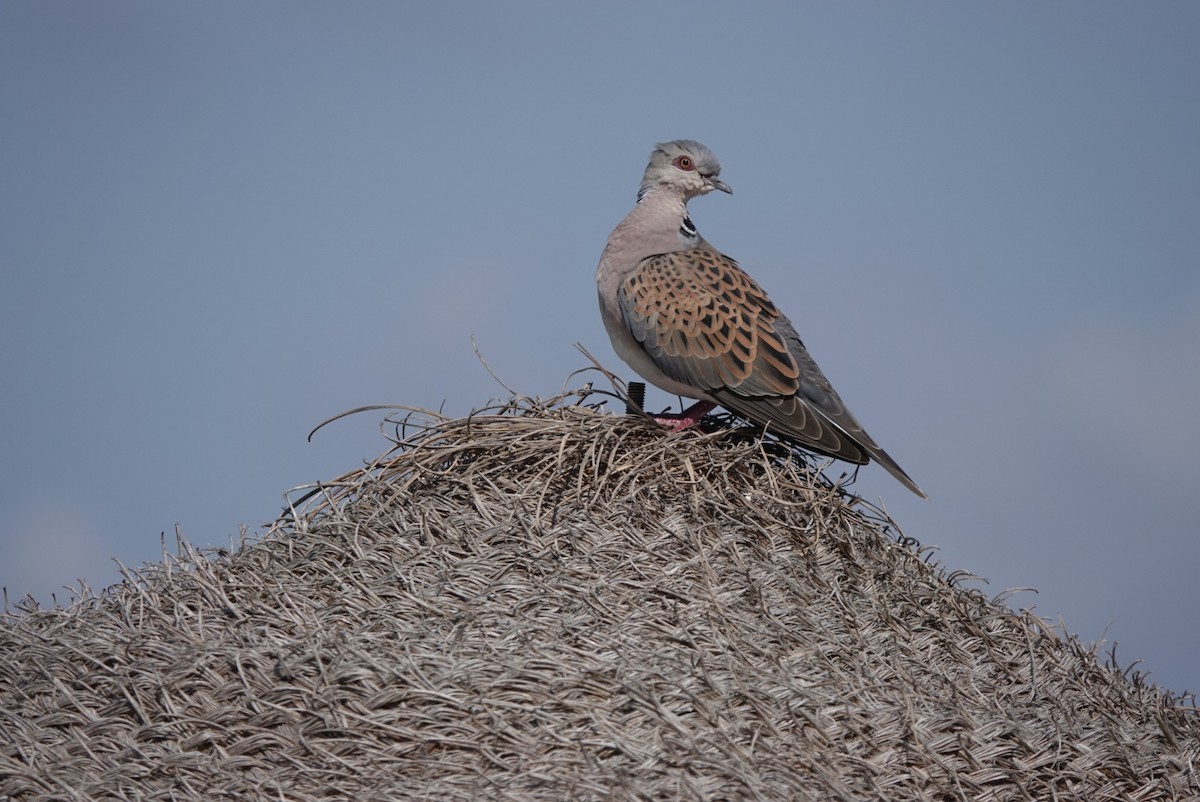 European Turtle-Dove - Chris Furner